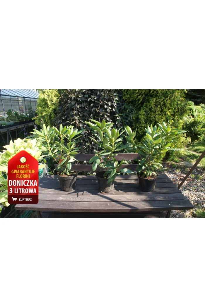 Różanecznik 'PJM Elite' Rhododendron