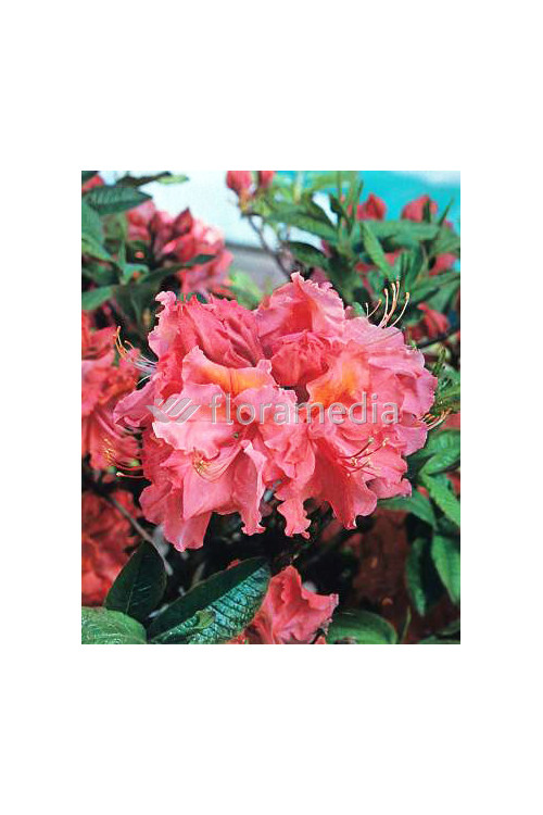 Azalia wielkokwiatowa 'Sarina' | Rhododendron