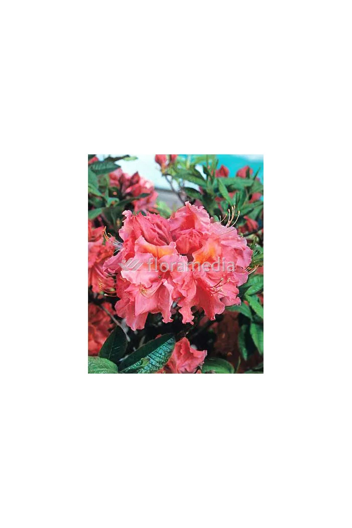 Azalia wielkokwiatowa 'Sarina' | Rhododendron