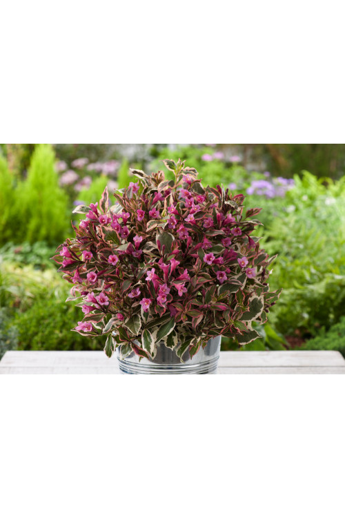 Krzewuszka cudowna 'Monet' | Weigela florida