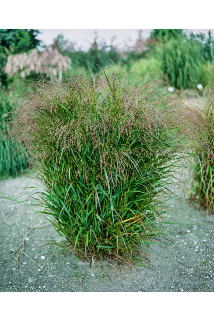 Proso rózgowate 'Sqaw' | Panicum virgatum