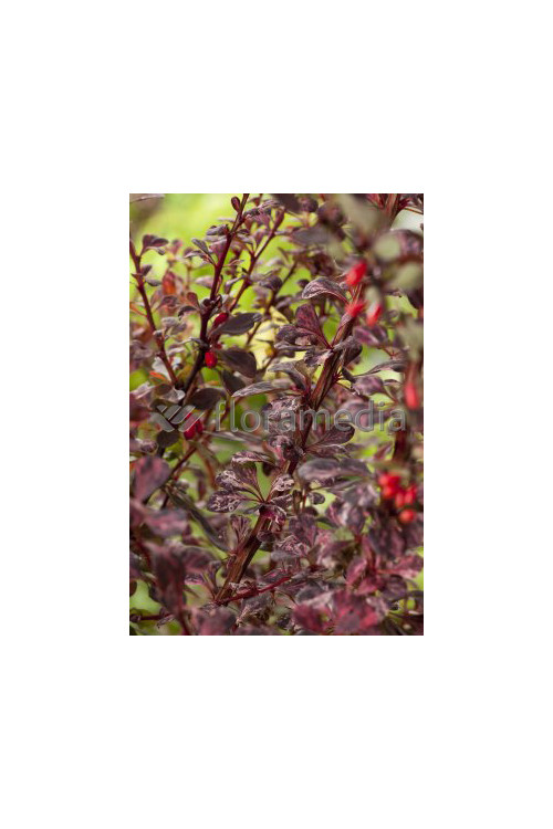 Berberys Thunberga 'Harlequin' Berberis thunbergii