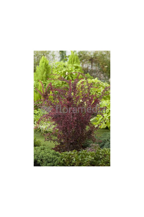 Berberys Thunberga 'Harlequin' Berberis thunbergii