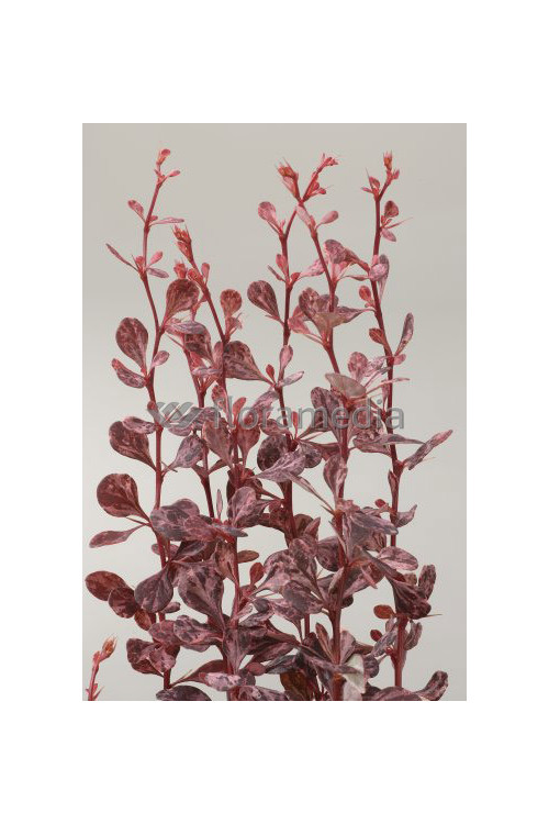 Berberys Thunberga 'Harlequin' Berberis thunbergii