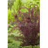Berberys Thunberga 'Harlequin' Berberis thunbergii