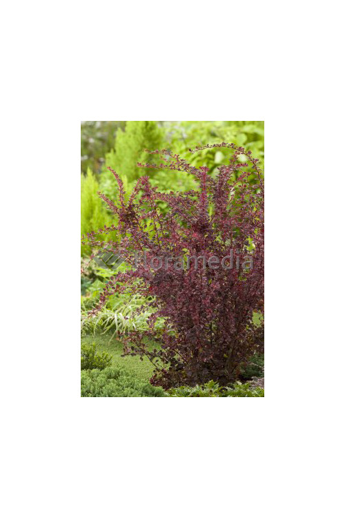 Berberys Thunberga 'Harlequin' Berberis thunbergii
