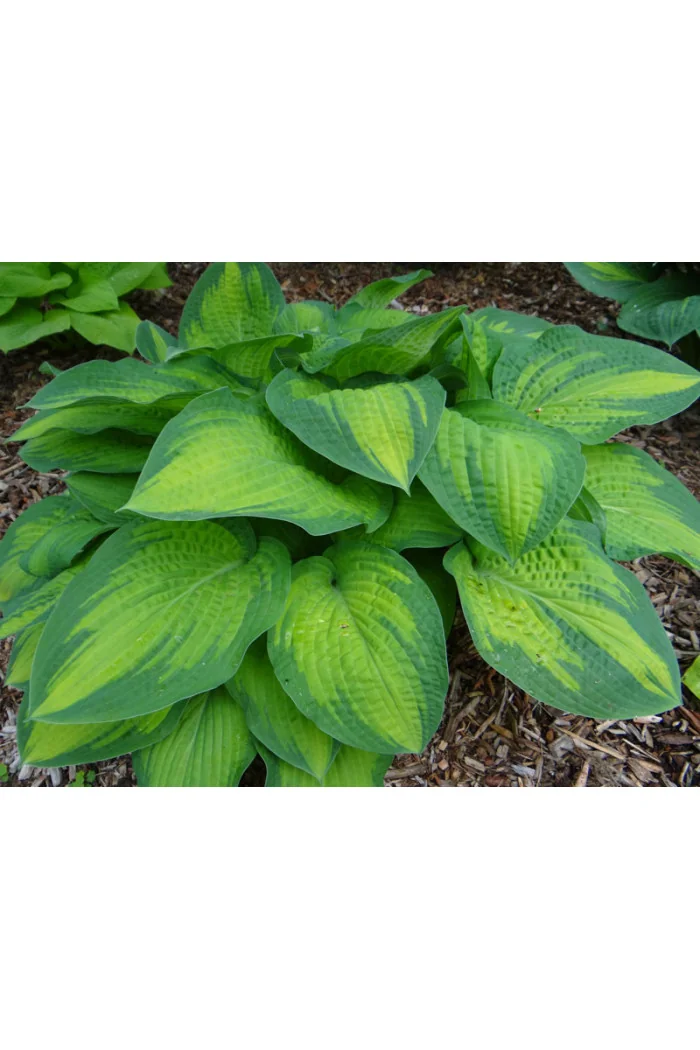 Funkia 'Paul's Glory' | Hosta