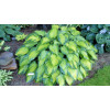 Funkia 'Paul's Glory' | Hosta