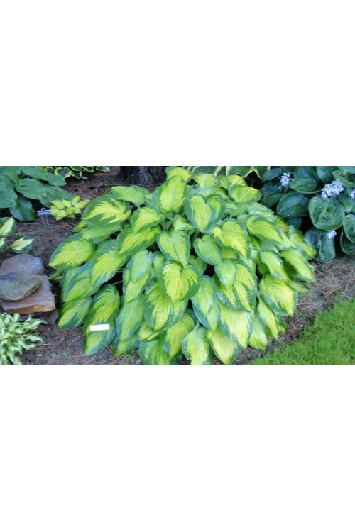 Funkia 'Paul's Glory' | Hosta