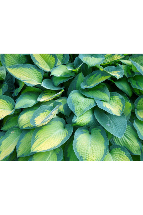 Funkia 'Paul's Glory' | Hosta