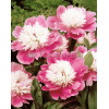 Piwonia chińska 'Bowl of Beauty' Paeonia lactiflora