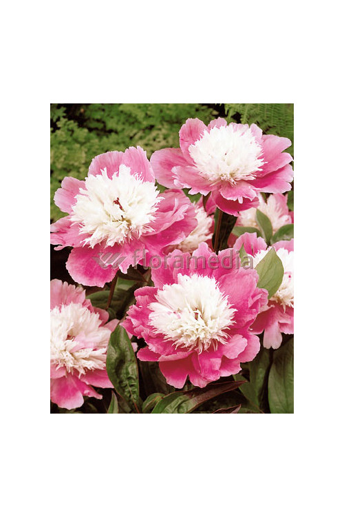 Piwonia chińska 'Bowl of Beauty' Paeonia lactiflora