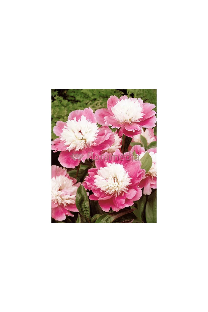 Piwonia chińska 'Bowl of Beauty' Paeonia lactiflora