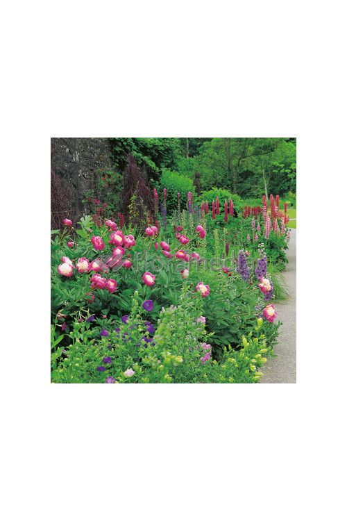 Piwonia chińska 'Bowl of Beauty' Paeonia lactiflora