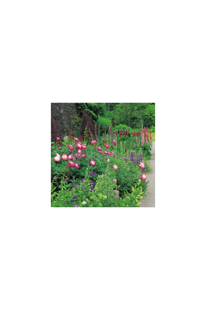 Piwonia chińska 'Bowl of Beauty' Paeonia lactiflora