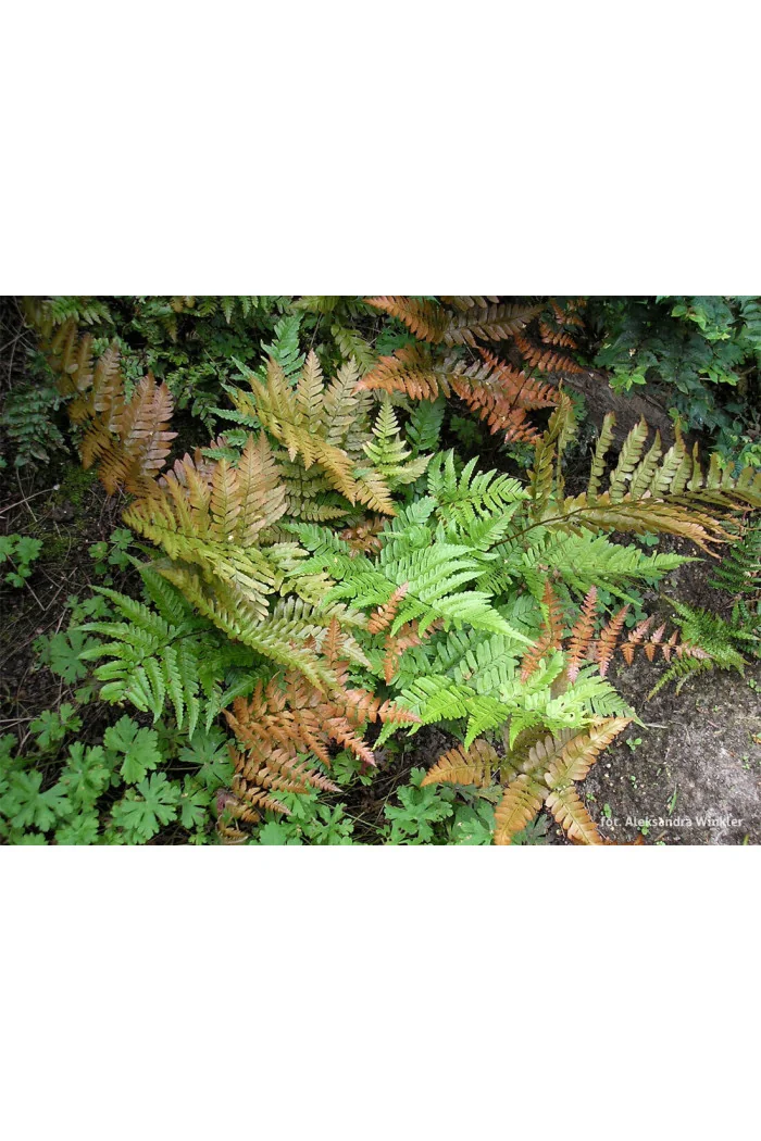 Narecznica czerwonozawijkowa| Dryopteris erythrosora
