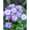 Pierwiosnek 'Belarina® Lively Lilac' | Primula