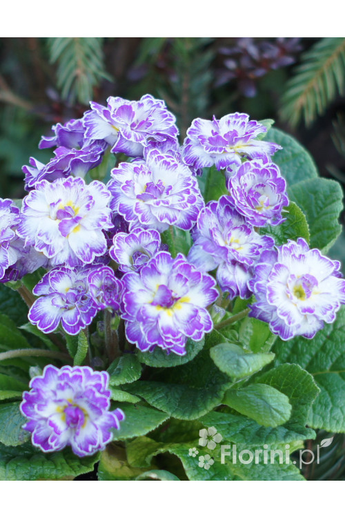 Pierwiosnek 'Belarina® Lively Lilac' | Primula