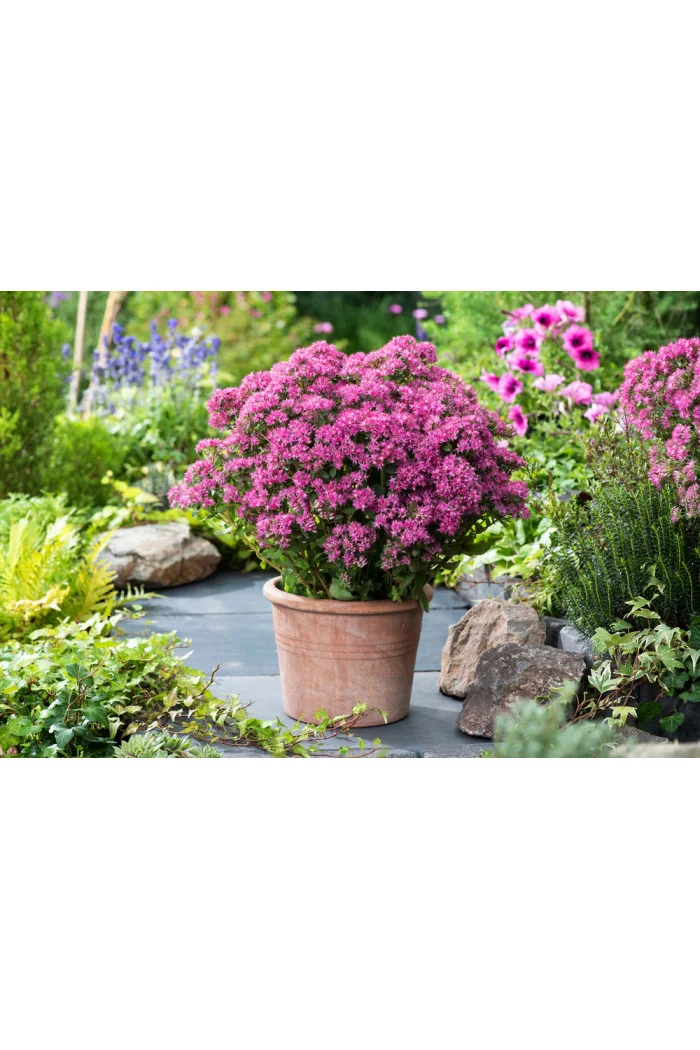 Rozchodnik karpacki 'Munstead Dark Red' | Sedum telephium