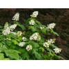 Hortensja dębolistna | Hydrangea quercifolia