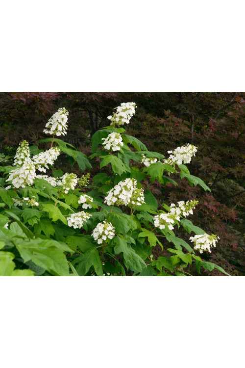 Hortensja dębolistna | Hydrangea quercifolia
