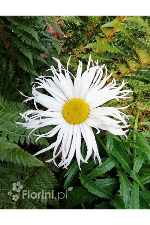 Złocień 'Sweet Daisy Cher' Leucanthemum x superbum