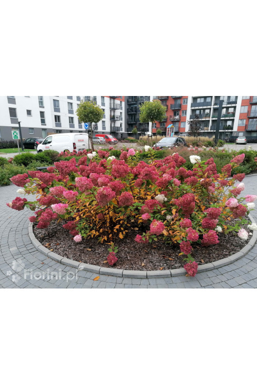 Hortensja bukietowa 'Sundae Fraise' | Hydrangea paniculata