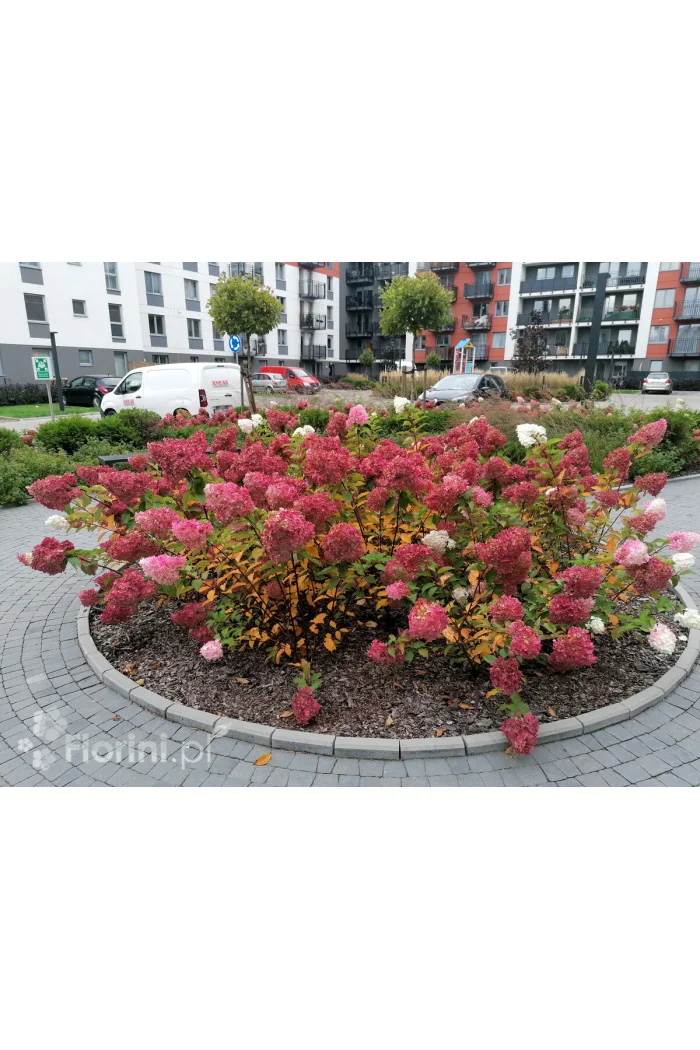Hortensja bukietowa 'Sundae Fraise' | Hydrangea paniculata