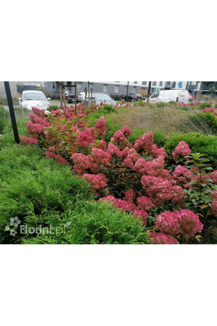 Hortensja bukietowa 'Sundae Fraise' | Hydrangea paniculata