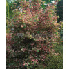 Klon palmowy 'Asahi Zuru' Acer palmatum