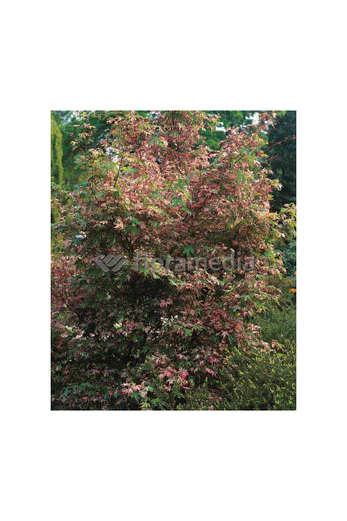 Klon palmowy 'Asahi Zuru' Acer palmatum