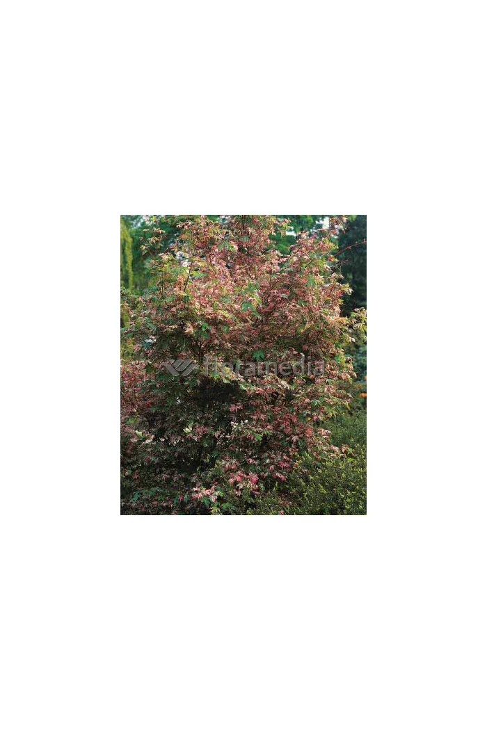 Klon palmowy 'Asahi Zuru' Acer palmatum