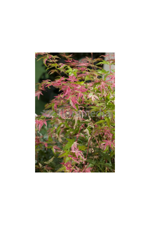 Klon palmowy 'Asahi Zuru' Acer palmatum