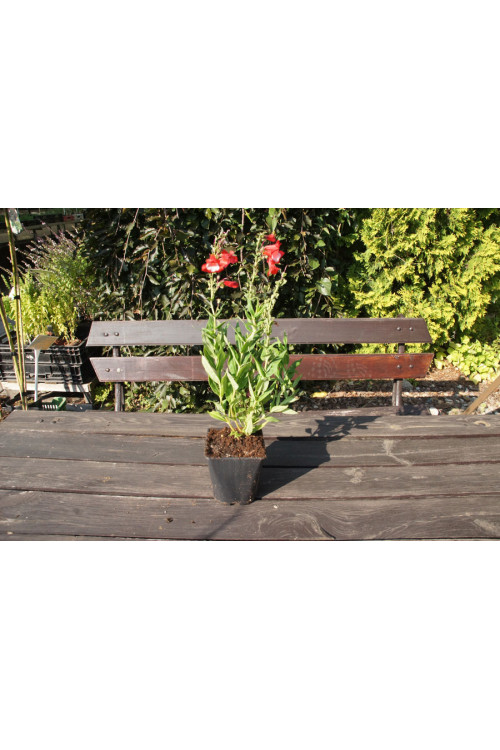 Penstemon hartwega 'Polaris Red' Penstemon hartwegii