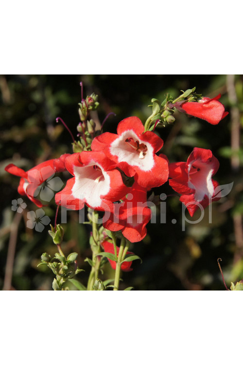 Penstemon hartwega 'Polaris Red' Penstemon hartwegii