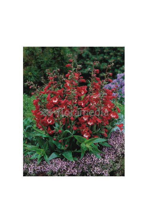 Penstemon hartwega 'Polaris Red' Penstemon hartwegii