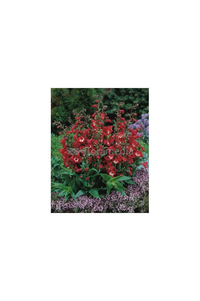 Penstemon hartwega 'Polaris Red' Penstemon hartwegii