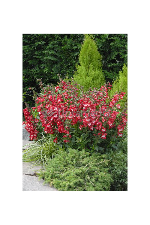 Penstemon hartwega 'Polaris Red' Penstemon hartwegii