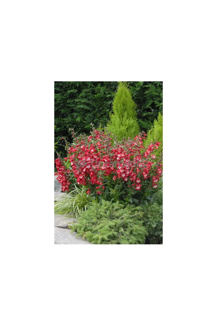 Penstemon hartwega 'Polaris Red' Penstemon hartwegii