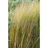 Proso rózgowate 'Northwind' | Panicum virgatum