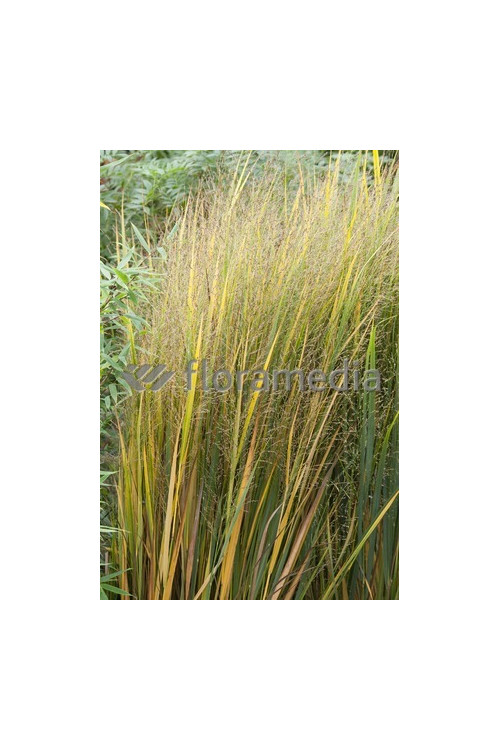 Proso rózgowate 'Northwind' | Panicum virgatum
