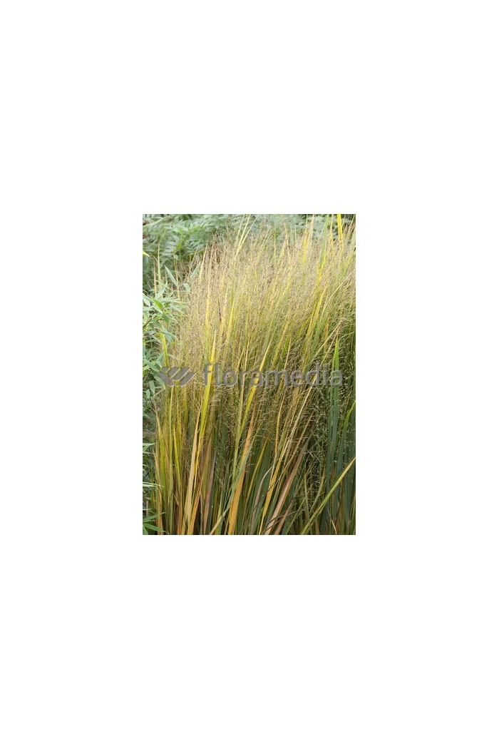 Proso rózgowate 'Northwind' | Panicum virgatum