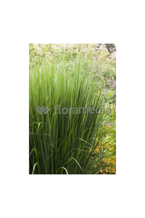 Proso rózgowate 'Northwind' | Panicum virgatum