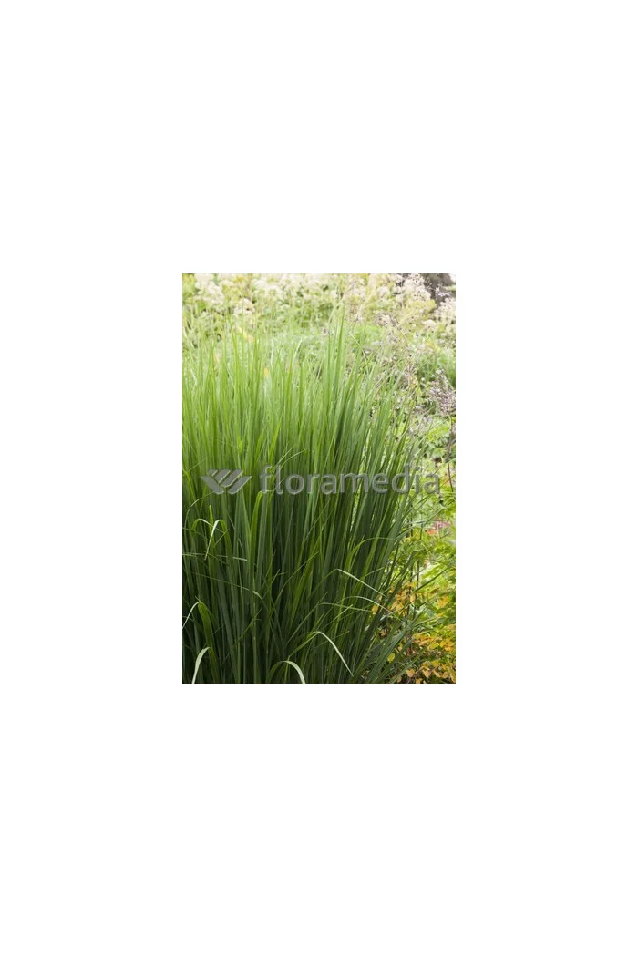 Proso rózgowate 'Northwind' | Panicum virgatum