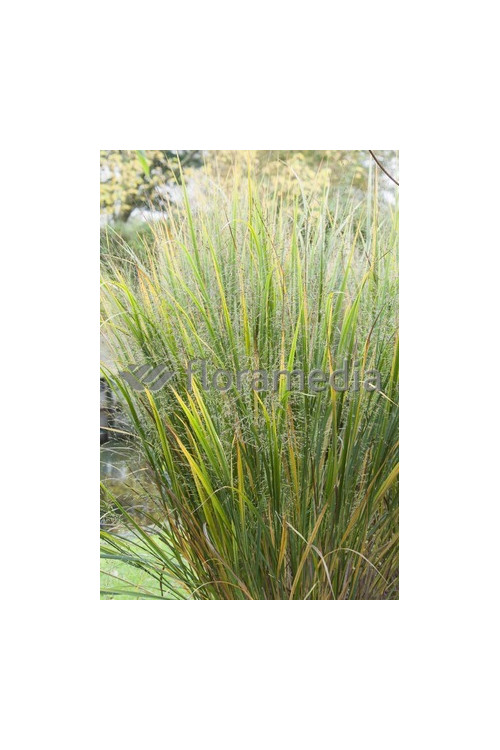 Proso rózgowate 'Northwind' | Panicum virgatum