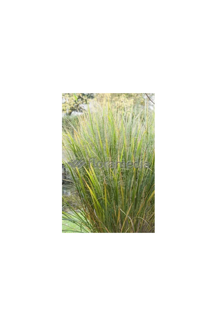 Proso rózgowate 'Northwind' | Panicum virgatum