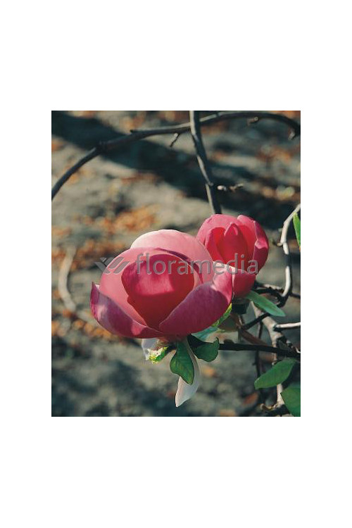 Magnolia Soulange'a 'Lennei' Magnolia x soulangeana