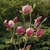 Magnolia Soulange'a 'Lennei' Magnolia x soulangeana