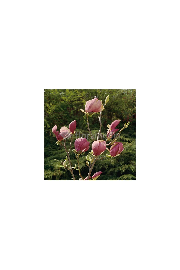 Magnolia Soulange'a 'Lennei' Magnolia x soulangeana