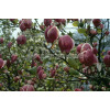 Magnolia Soulange'a 'Lennei' Magnolia x soulangeana